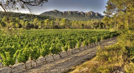 Vigne pic saint loup