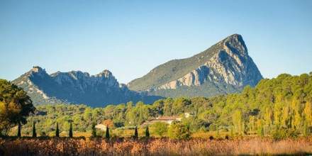 Pic saint loup  vignoble